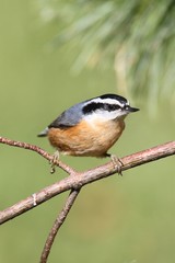Red-breasted Nuthatch On A Perch