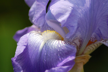 iris