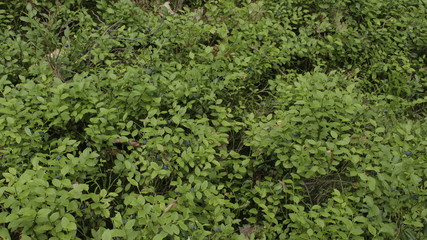 small blueberries on a green background