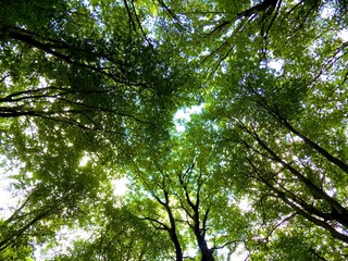 Obraz premium Many deciduous trees in deciduous forest in wild nature