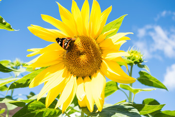 A dark butterfly with red and white spots close up sitting on a bright yellow blossoming sunflower in the summer