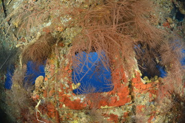Shipwreck window with corals