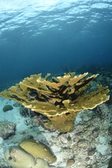 Elkhorn Coral 