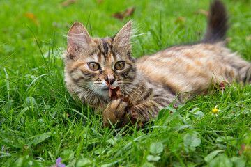 chaton