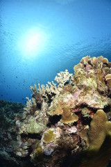 Colorful Coral Reef