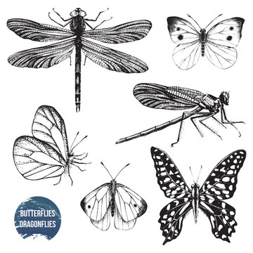 Hand drawn dragonflies and butterflies