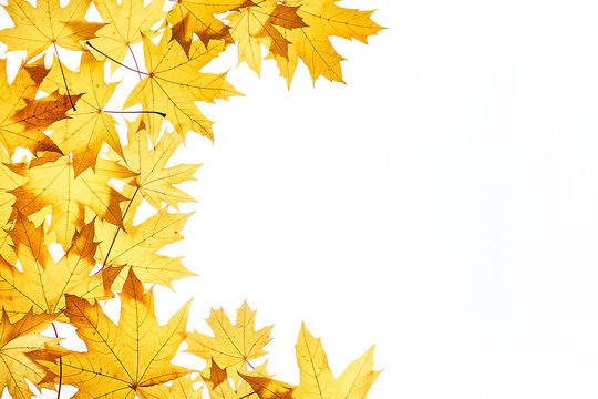 Maple leaves frame on white
