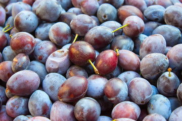 ripe blue plums