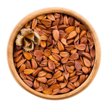 Shelled beechnuts in a wooden bowl on white background, also called mast, with a burr. Brown seeds of European beech, also common beech, Fagus sylvatica. Isolated macro food photo close up from above.