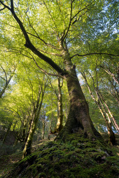 Strong adult tall beech tree with yellow and green leaves, branches, big trunk and roots with moss in a temperate European forest. Healthy centenarian plants in Asturias, Spain, Europe.