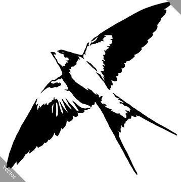 black and white paint draw swallow bird vector illustration