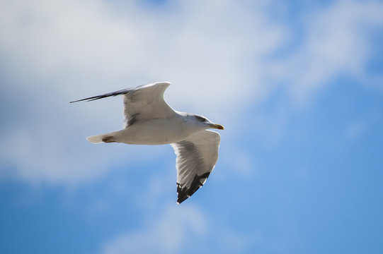 White seagull flying on blue sky background at the beach.