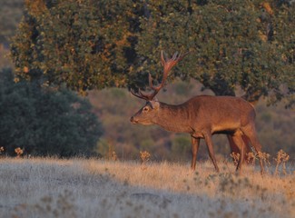A adult red deer stag.