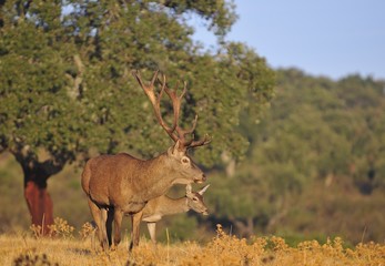 A adult red deer stag.