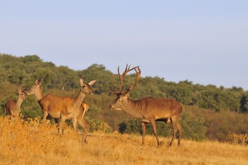 A adult red deer stag.