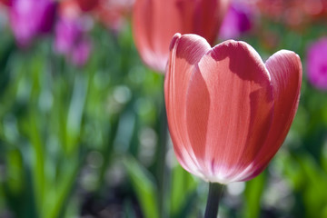 Red tulip close up