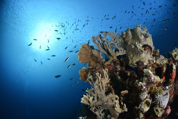 Fototapeta premium Colorful Coral Reef