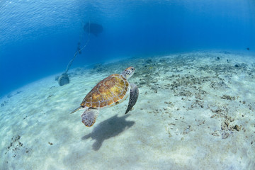 Turtle swimming