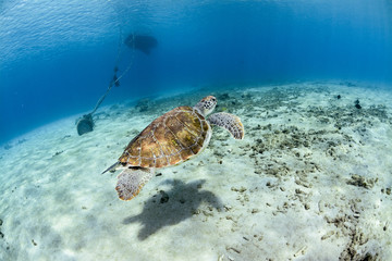 Fototapeta na wymiar Turtle swimming