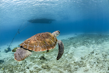 Fototapeta premium Turtle swimming