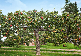 Fototapeta na wymiar Apple tree in an orchard, with red apples ready for harvest
