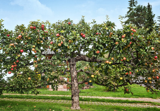 Apple tree in an orchard, with red apples ready for harvest