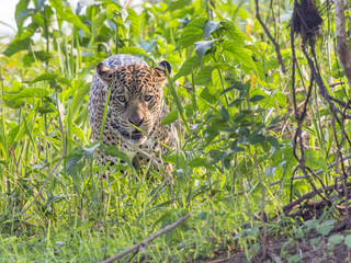 Jaguar emerging from the bush