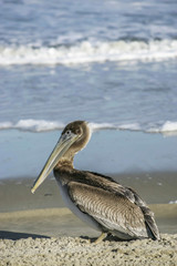 Brown pelican standing on beach in surf, Outer Banks