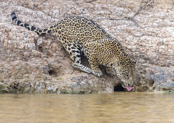 Fototapeta na wymiar Jaguar drinking from a river