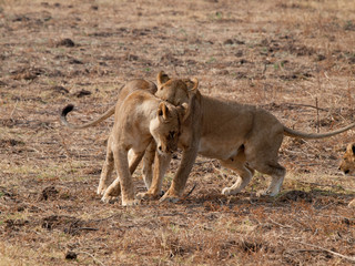 Africa Lions