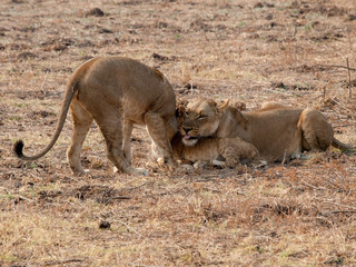 Plakat Africa Lions