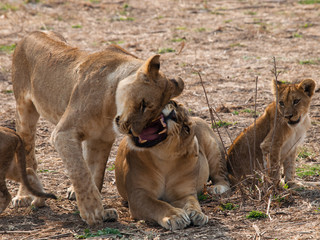 Africa Lions