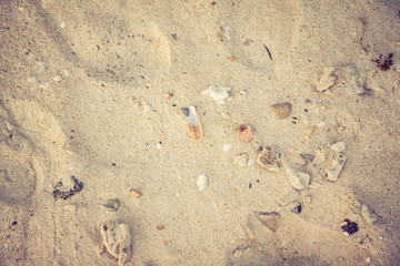 Sand beach sea shells and coral pebbles as background 