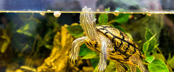 Pet Turtle: Tips for Taking Care of Them - Information website