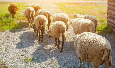 In the morning a flock of sheep out of corral for the cattle in the pasture. Breeding animals on the farm.