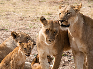 Fototapeta na wymiar Africa Lions