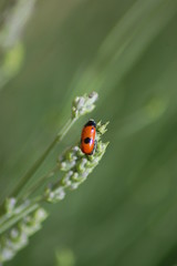 Le miniature zoomé