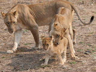 Africa Lions