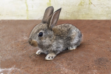 Маленький кролик на прогулке