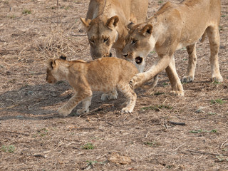 Africa Lions