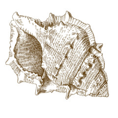 engraving illustration of spiral seashell