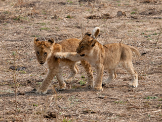 Africa Lions