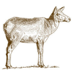 Fototapeta premium engraving illustration of deer