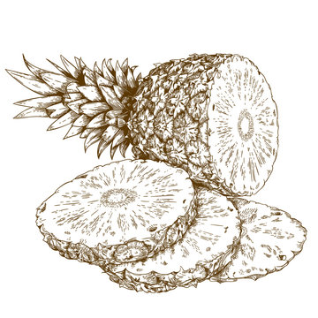engraving illustration of pineapple and slices