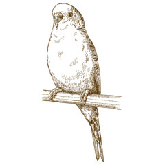 Obraz premium engraving illustration of budgerigar
