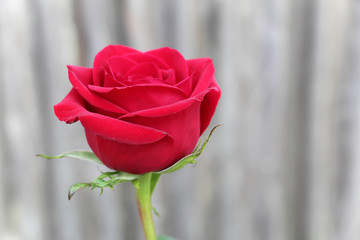 single vibrant full bloom red rose against a wood background