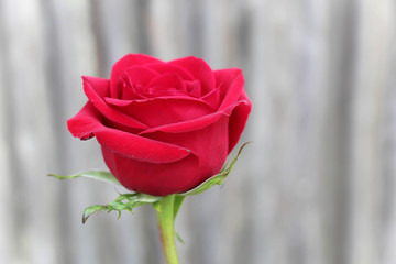 vibrant red rose in full bloom against a wood background