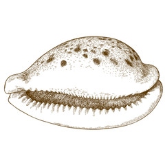 engraving illustration of seashell