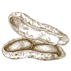 engraving illustration of peanuts