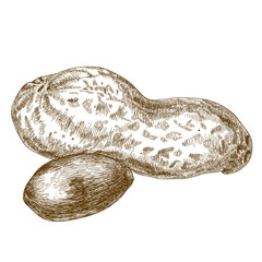 engraving illustration of basketball peanuts pod